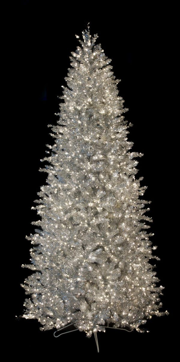 Silver Hollywood Spruce 5'